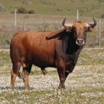Toros que se lidiarán este viernes.